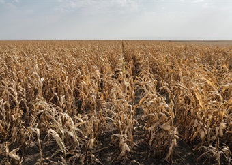 Worst drought in four decades cuts Zimbabwean maize crop by 72%