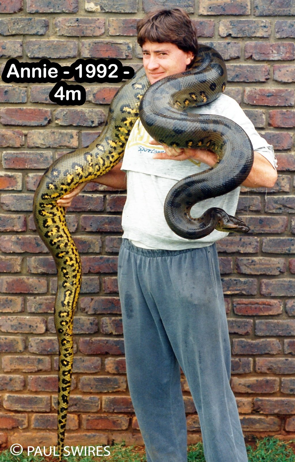 Annie the anaconda weighs over 40kg