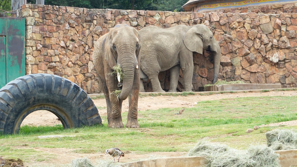 Elephants at the Johannesburg Zoo in the early mornings. 