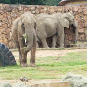 WATCH | Joburg Zoo celebrates 120 years amid calls for genuine conservation efforts