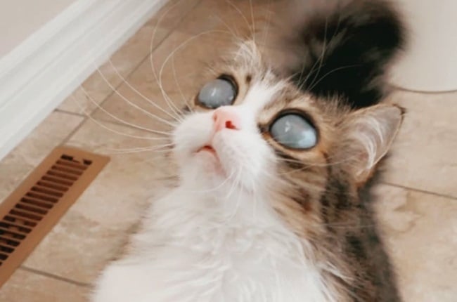 Pico’s milky eyes have turned him into an online sensation. (Photo: Instagram)