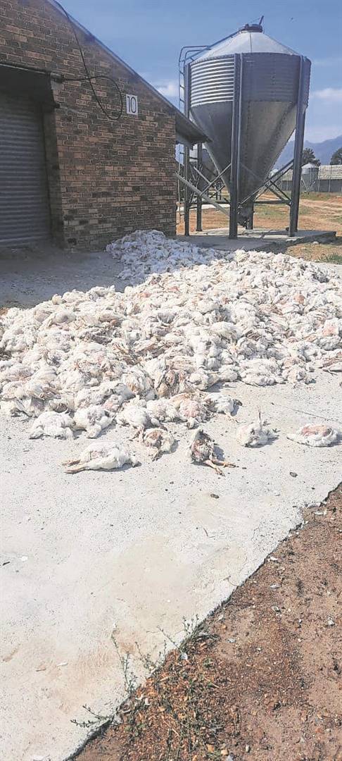 Thousands of chickens lie dead in the grounds of Drakenstein Correctional Services. Photo: Sourced