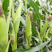 SA and its neighbours brace for El Niño's wrath on maize production