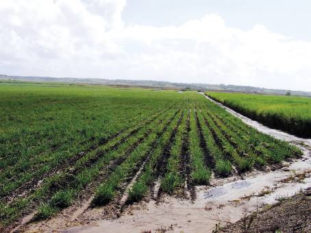 Suikerriet groei in baie swak gedreineerde grond op die Umfolozi-vlakte.