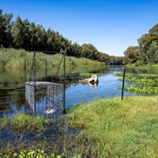 CapeNature searches for two remaining escaped crocodiles in Breede River