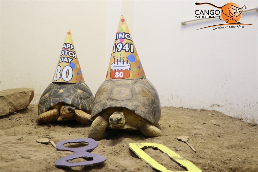 Agatha, a radiated tortoise, celebrated her 80th b
