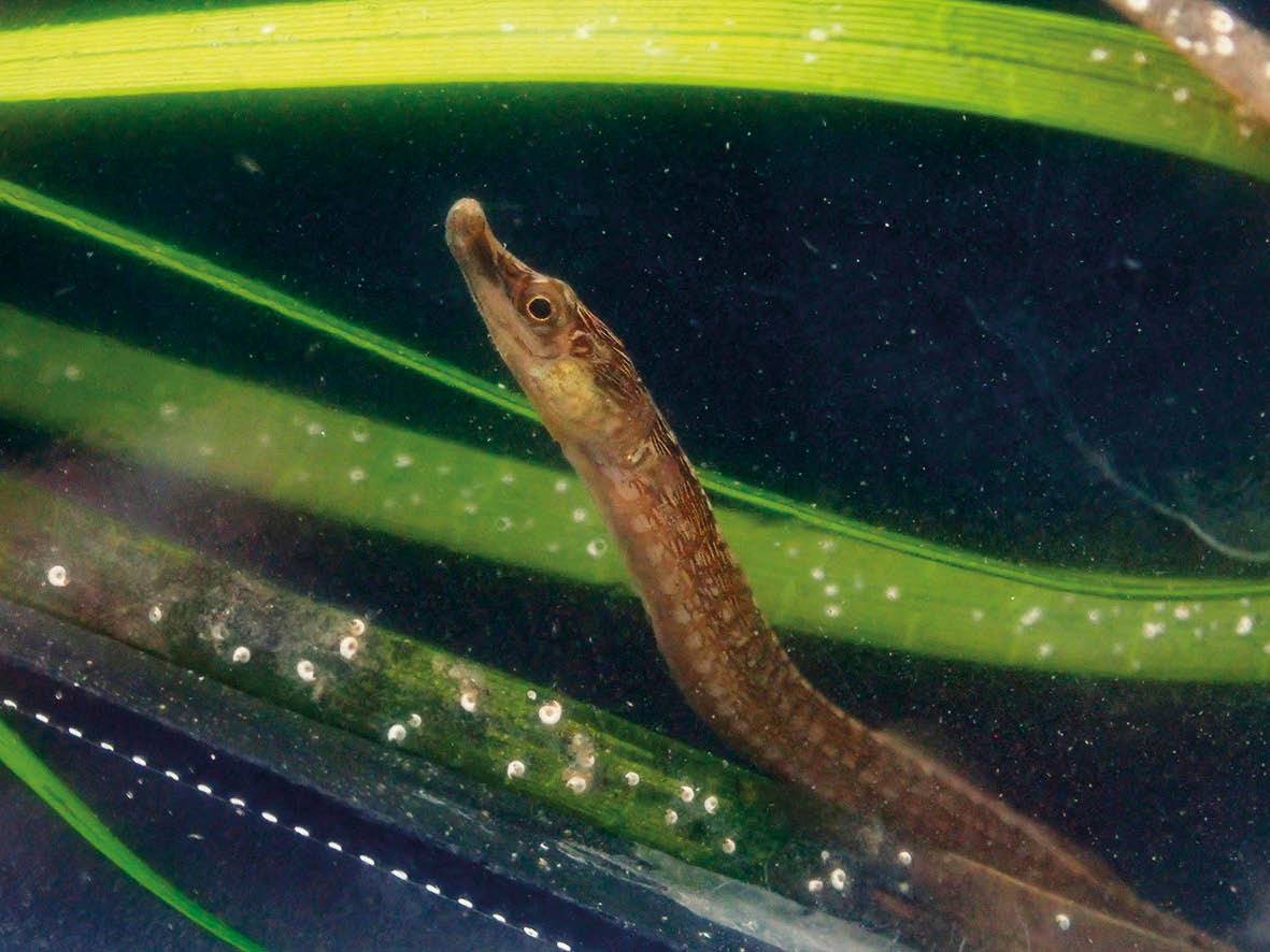 Die rivierpypvis (Syngnathus watermeyeri) is die eerste keer in 1963 deur die wêreldbekende igtioloog James Leonard Brierley (J.L.B.) Smith beskryf. FOTO: LOUW CLAASSENS