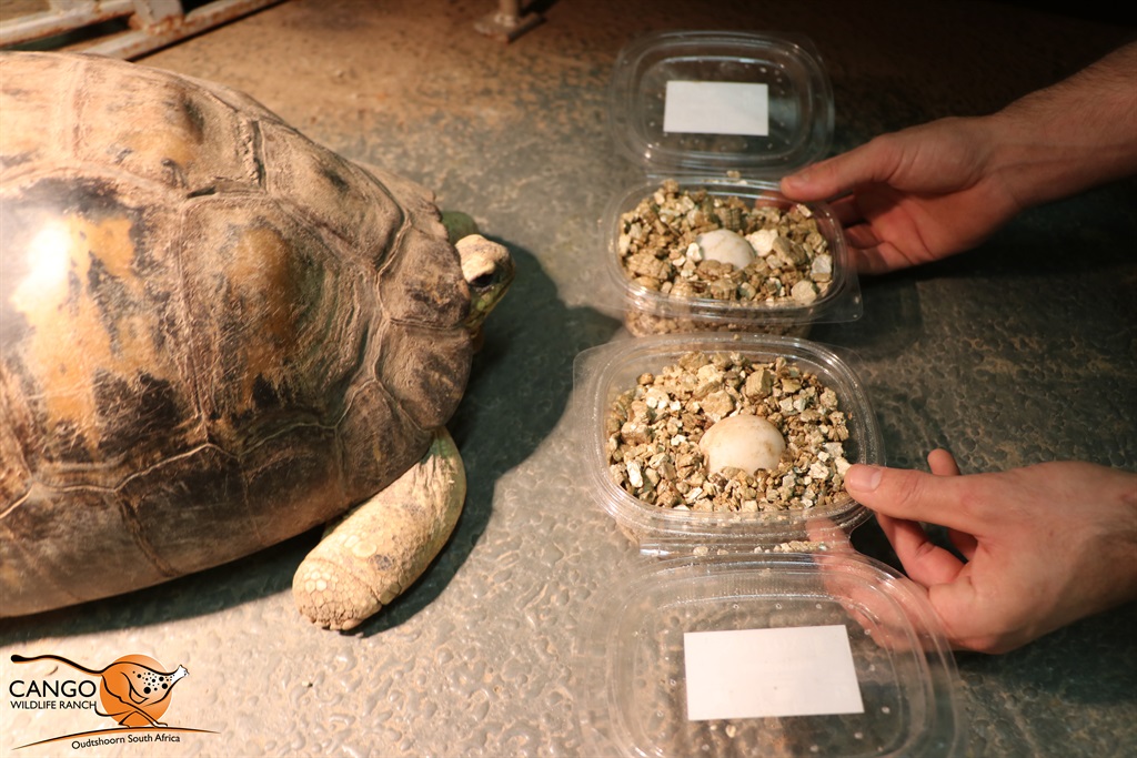 Agatha, a radiated tortoise at Cango Wildlife Ranch in Oudtshoorn, with her two eggs.