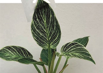 Indoor plant of the month: Alocasia ‘Dragon Scale’
