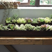 Get creative with succulents