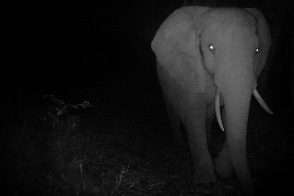 SANParks has consistently been able to capture video footage of a female elephant in the Knysna forest. (SANParks/Supplied)