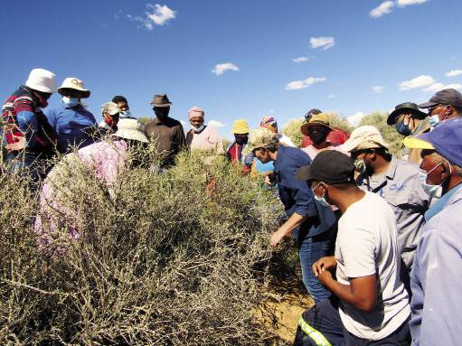 Boere gaan bos by Loxton op die trust vir bedreigde natuurlewe en die Grootfontein Landbou-ontwikkelingsinstituut se karoobossie-­identifikasiedae. Hoewel die bossies ná reën in die somer gegroei het, het ’n swerm sprinkane al die blomme opgevreet. FOTO’S: TRUST VIR BEDREIGDE NATUURLEWE