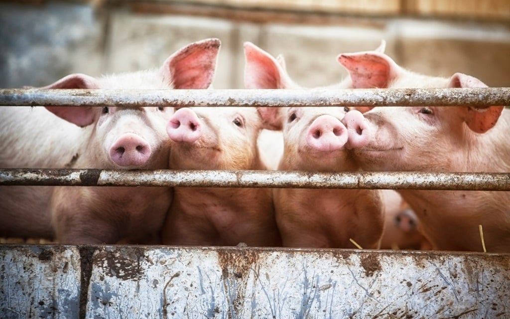 The Department of Agriculture has confirmed an outbreak of African swine fever in George.