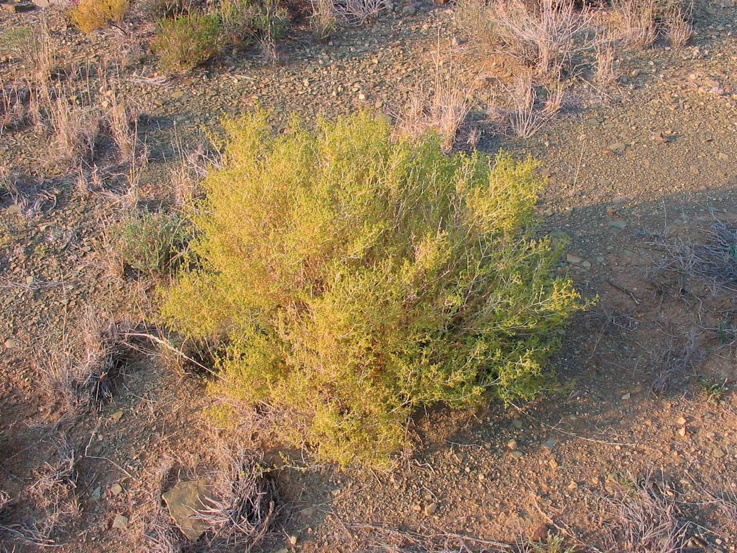 Al is kraalbos (Galenia procumbens) onsmaaklik, word dit tog gevreet wanneer veldtoestande baie swak is. FOTO’S: LORAINE VAN DEN BERG