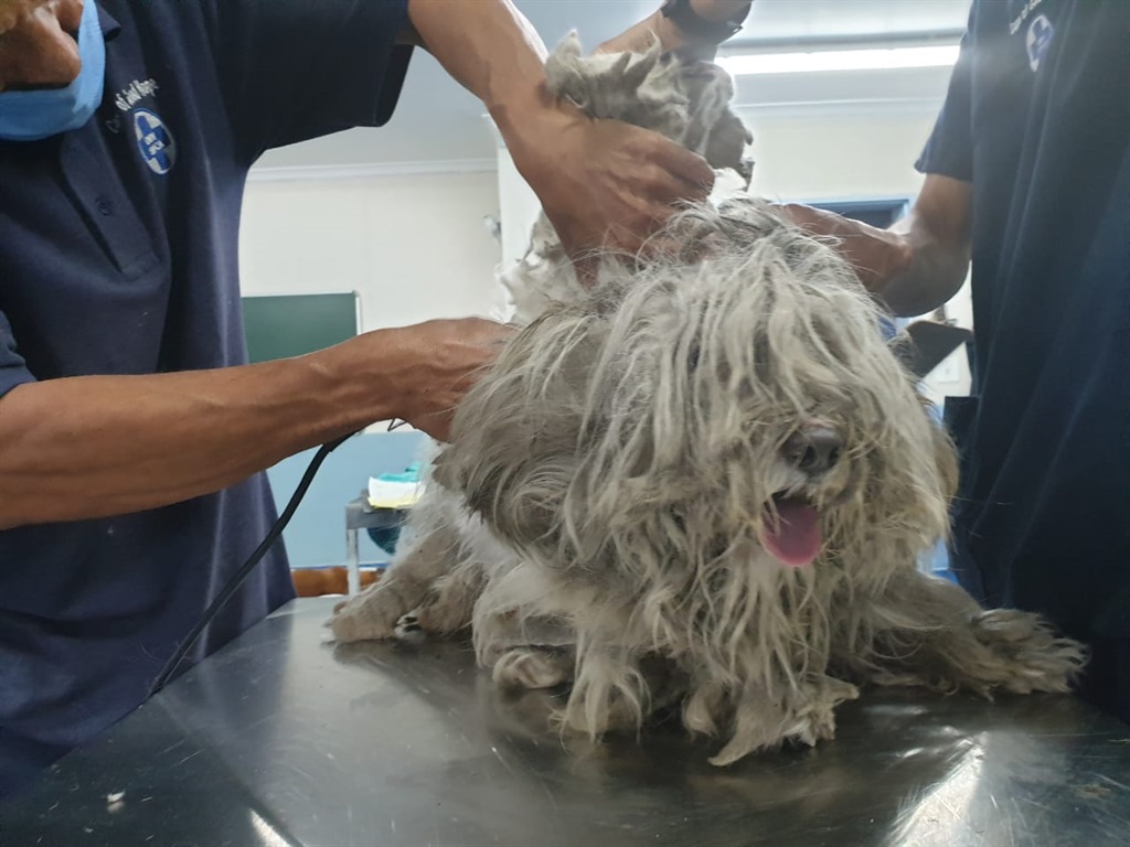 Process of removing the dogs fur gets underway.