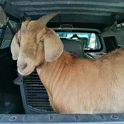 Babies on board: Pregnant Cape Town goat hangs out at MyCiTi bus shelter before being rescued