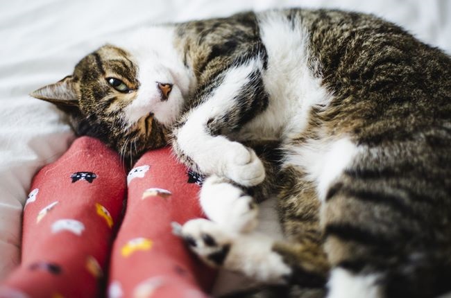 Tabby cat and feet of a person wearing socks with cat designs on it
