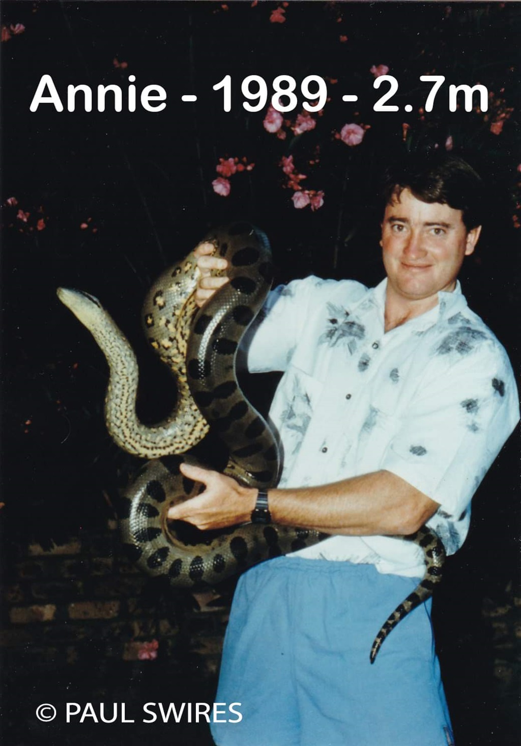Annie the anaconda pictured in 1989