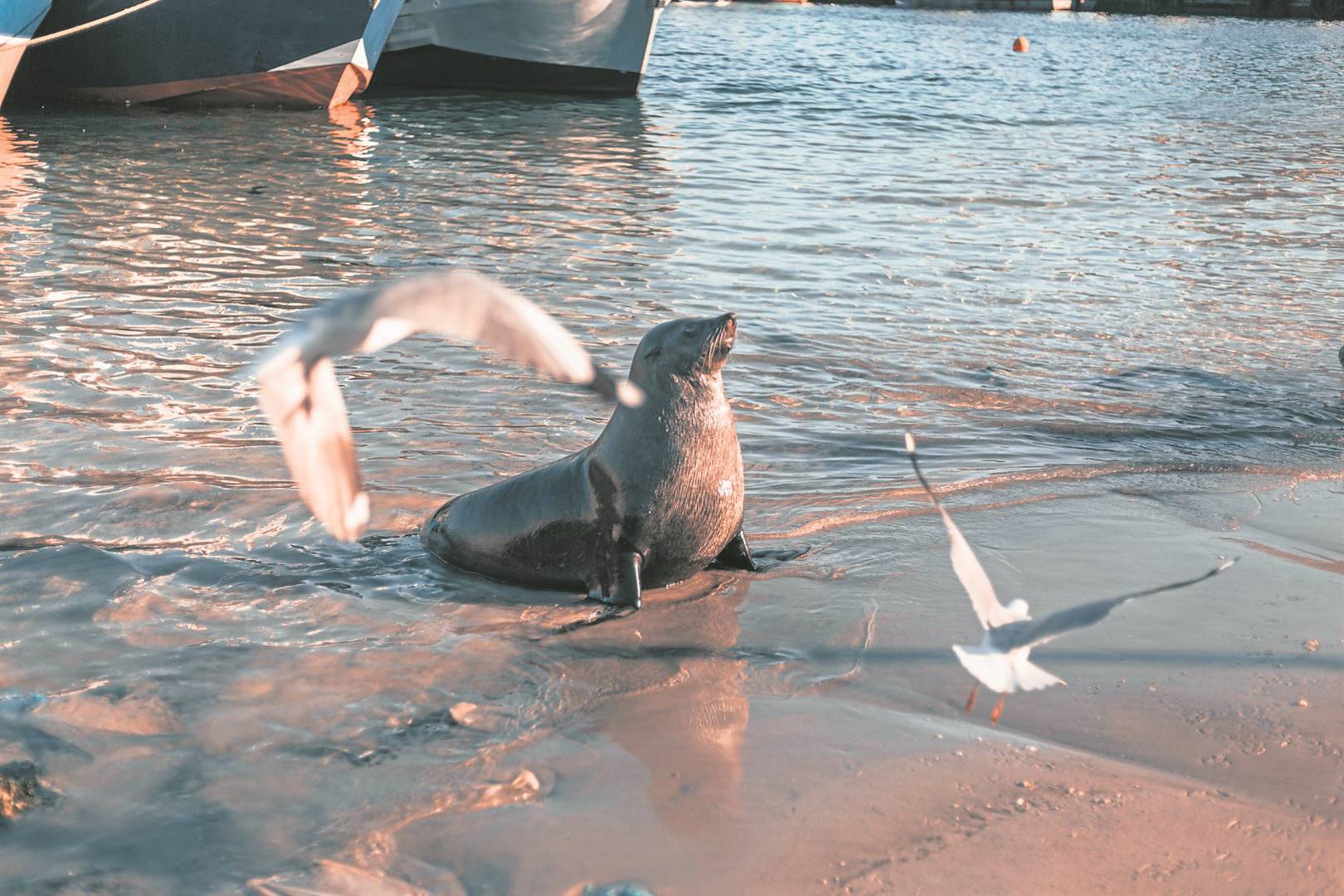 A case study indicates that both Hartlaub’s gulls and Cape fur seals exhibited a strong behavioural response to firework displays. PHOTO: Pexels/ Luke Barky 