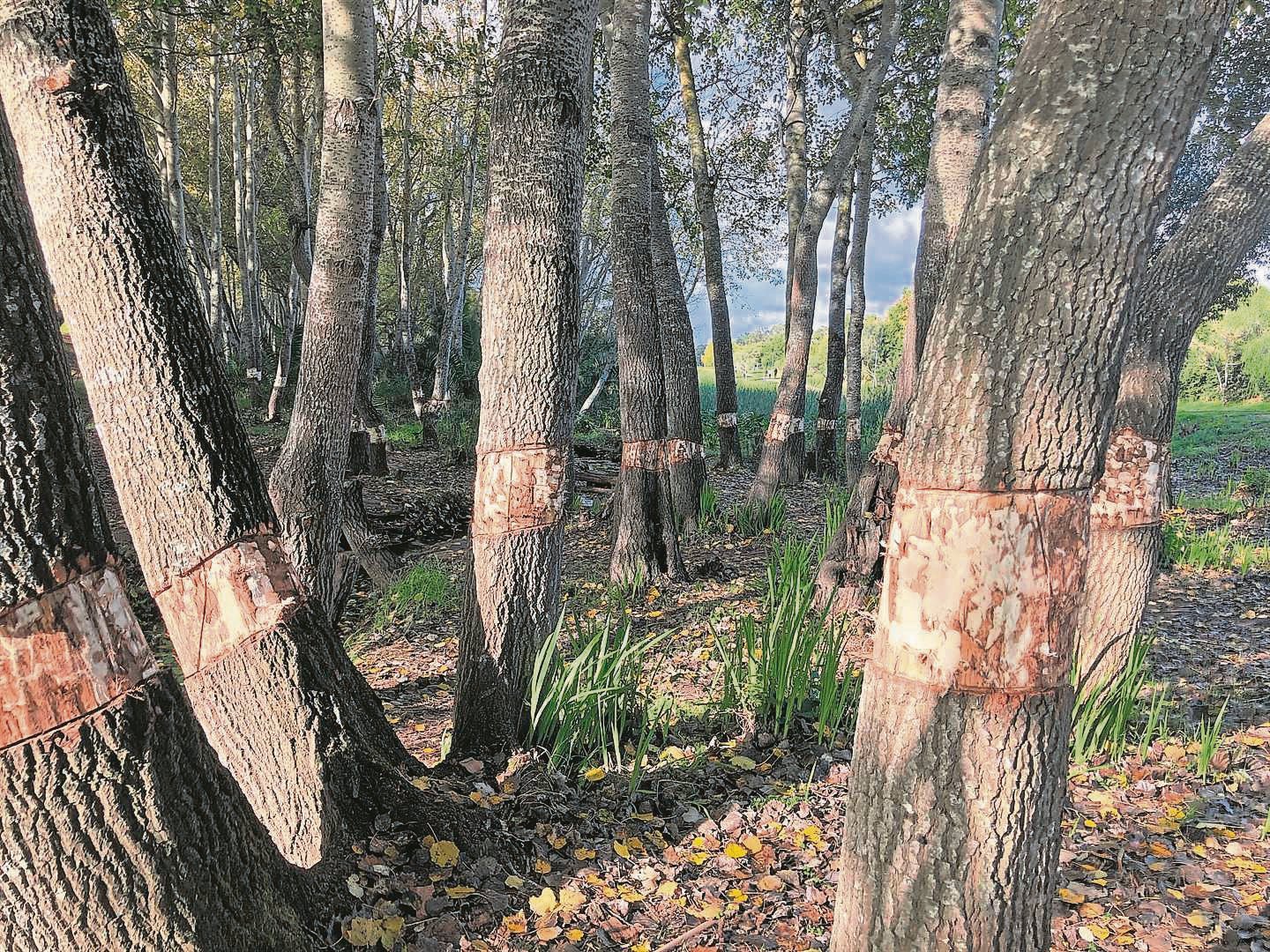 Ringbarked poplar trees in Majik Forest in 2022.FOTO’s: Nielen de Klerk