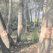 Continuous removal of trees nearby Majik Forest spark ‘growing’ crisis