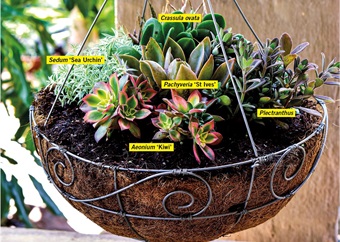 Grow your succulents in hanging baskets