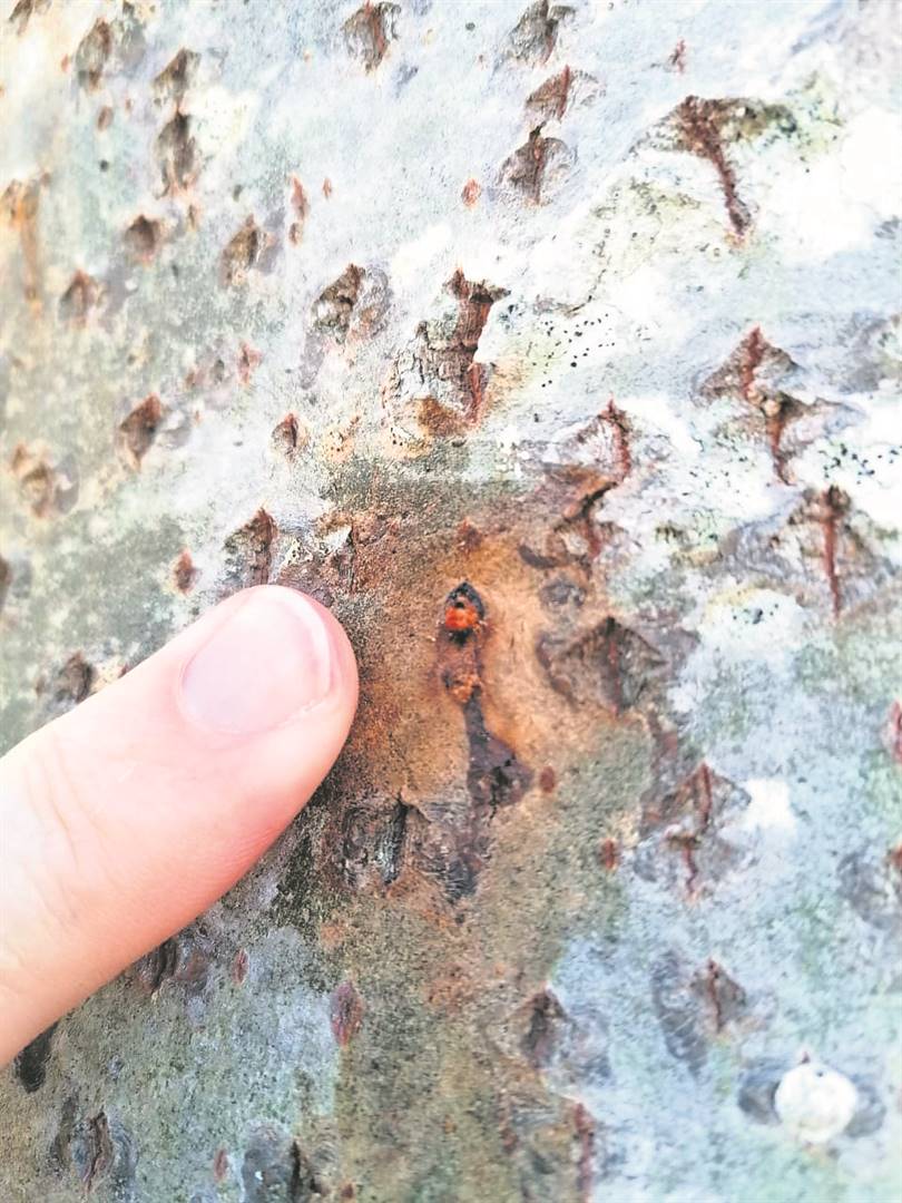 A tell-tale sign of the invasive shot hole borer (ISHB) infestation. Issues like ISHB has brought the need for self-regulation in the tree care industry to a tipping point, the Cape Arboriculture Association believes. 