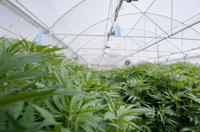 MG Health in Lesotho has just brokered a multi-million rand deal to legally export medical cannabis to Europe. (Photo: Supplied) 