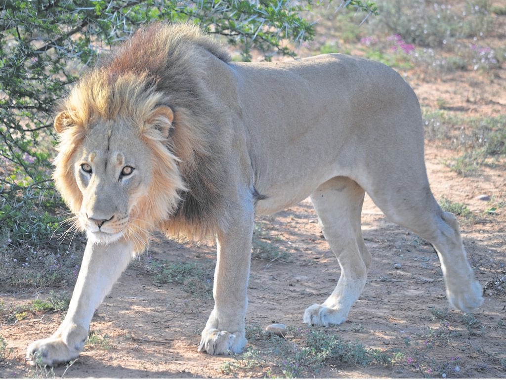 File photo of a lion.