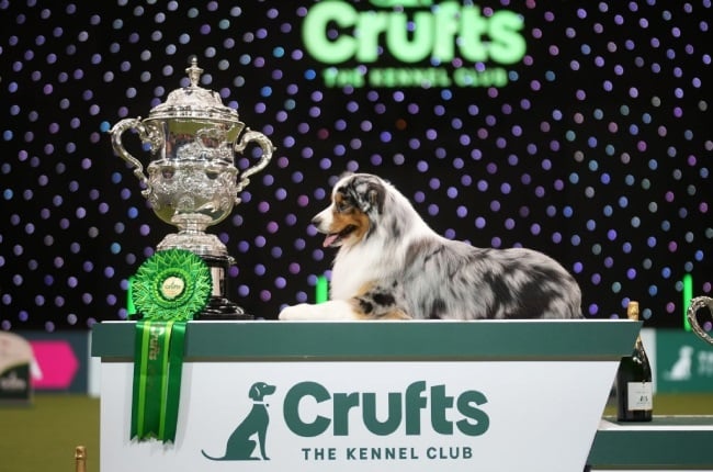 Thousands of dogs from around the world took part in this year's Crufts competition in Birmingham, England. (PHOTO: Gallo Images/Getty Images)