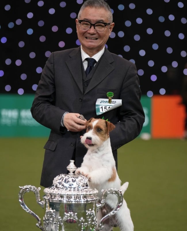 jack russell terrier, dog competition, crufts 