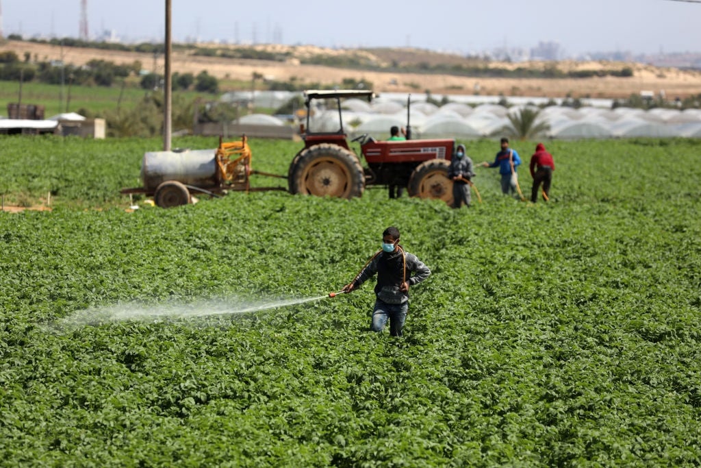 Palestinian workers on a farm in Gaza.