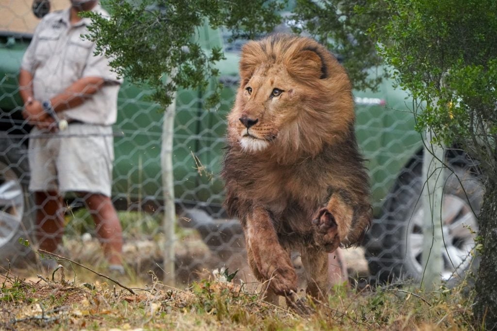 One of the two young lions rescued from Ukraine at Shamwari Game Reserve (Lyndon Brandt/AFP)