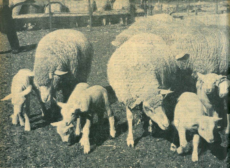 In mnr. JP Bosman se kudde is die lampersentasie jaarliks 140 tot 150. Hier is sewe ooie met hul gesamentlike krosie van 13 lammers.