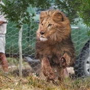 Lions' Tale: No more pain in Ukraine as Tsar, Jamil take pride of place in SA sanctuary