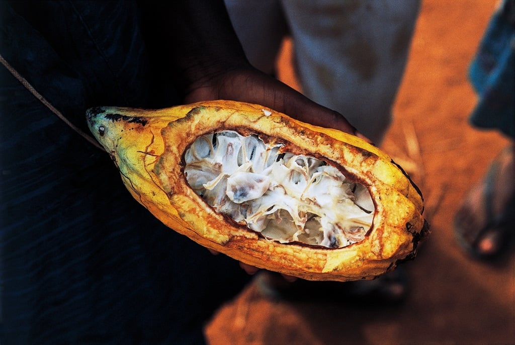  A section of a cocoa pod in Ghana. (DeAgostini/Getty Images)