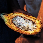 Chocpocalypse: the world's chocolate factories, Ivory Coast and Ghana, halt production