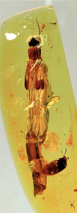 Navorsers het na die gefossileerde weergawes van die kewerspesie Raractocetus fossilis (lymexylidae) gekyk in hul studie oor hoe mutualisme tussen swamme en kewers ontstaan het. Foto: Shuhei Yamamoto