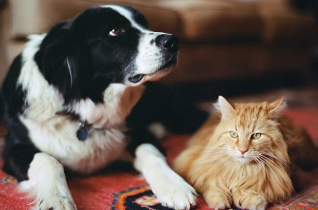 A file image of a pet dog and cat relaxing on the carpet.