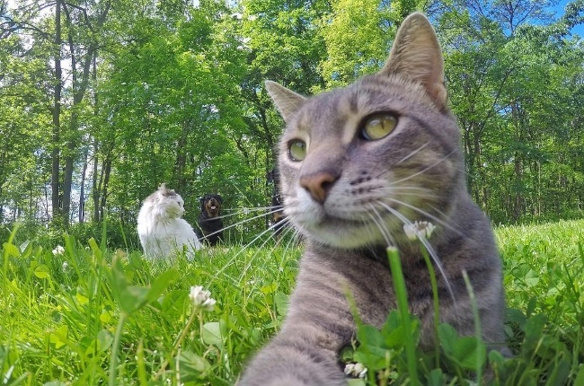 Manny the cat is a pro when it comes to taking selfies no matter the angle. (Photo: Instagram)