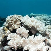 World in grip of new major coral bleaching event, reefs at risk