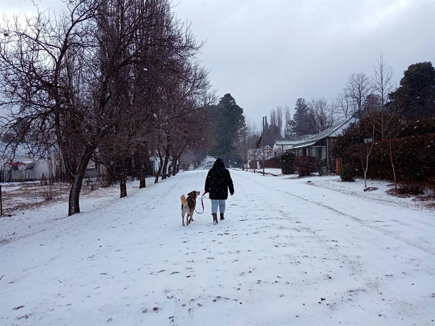 A resident of Rhodes, a village in the Eastern Cape highlands bordering Lesotho, walks with her dog in the snow on Thursday. Picture: Russell Grinker