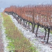 Icy weather good for some SA crops - but sugar, potatoes may be hit