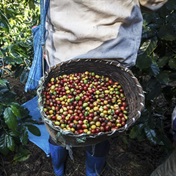 Coffee companies need to do more to keep growers out of poverty: study