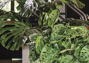 Indoor plant of the month: The monkey mask plant 