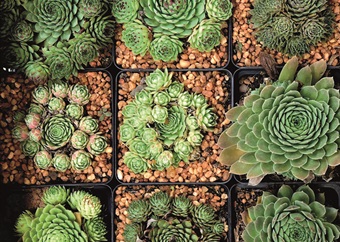 Succulent of the month: Get creative with Sempervivum