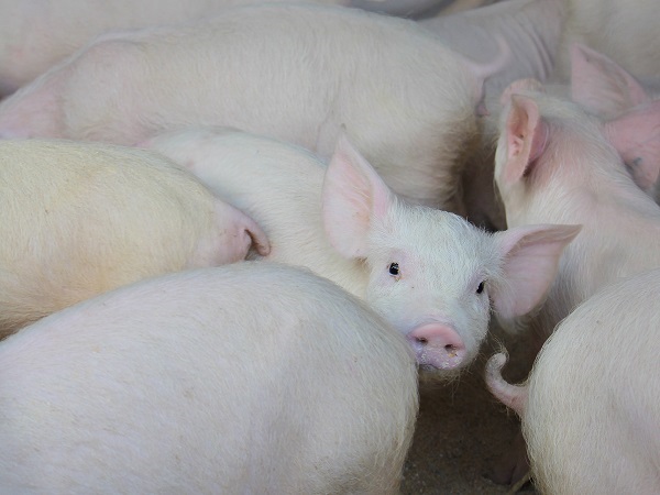 In Suid-Afrika verteenwoordig varkvleis net 8% van verbruikers se vleisaankope, vergeleke met die internasionale syfer van 37%. Daar is dus baie ruimte vir groei. Foto: Liza Bohlmann