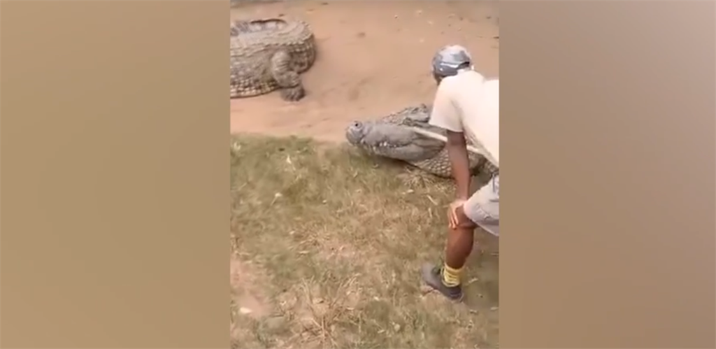 A crocodile handler was injured in KwaZulu-Natal over the weekend after one of the reptiles turned on him. (Screenshot/Supplied)