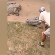WATCH | Crocodile attacks handler in KZN, injures hand, thigh 