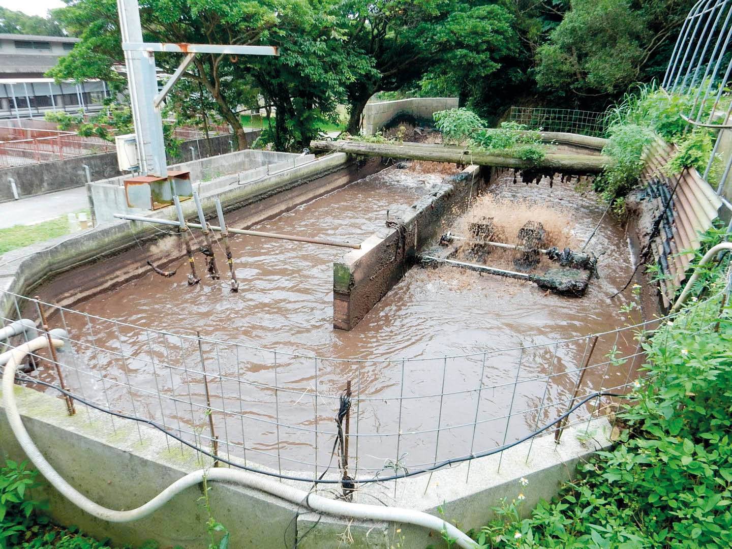 Japannese navorsers het ’n plan gemaak om afvalwater afkomstig van varkplase beter te behandel. FOTO TER ILLUSTRASIE: OKINAWA-INSTITUUT